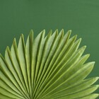 Folha De Latania Artificial Toque Real | Formosinha